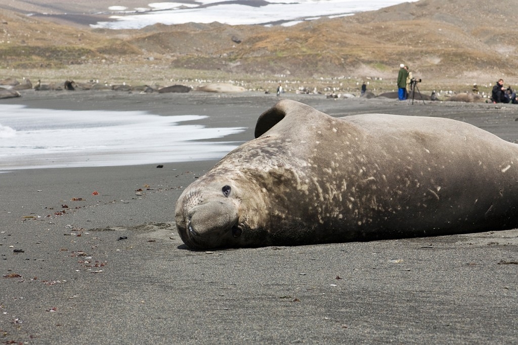 Elephant seal.20081113_3851.jpg - Southern Elephant Seal (Mirounga leonine), South Gerogia November 2008